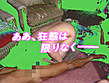 ザ・ドキュメント 性戯実験室 Part3 始めゆっくり中パッパよ･･･ サンプル画像9