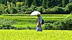 昭和 夏ポルノ 郷愁のセックス サンプル画像1
