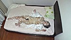 憧れのカノジョ 倉多まお サンプル画像10