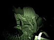 夜の青姦集