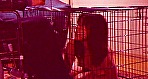 オークションされる女 2 画像21
