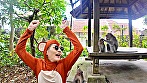 Bali Vibes「感謝」 ～トゥリマカシーを言わない猿はバナナ没収！～ 宮崎湧 画像4