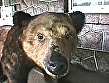Fカップふたり旅･･･欲情温泉 画像9