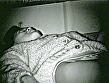 愛してくれますか？ 桂川しおり サンプル画像4