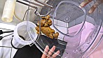 尻マゾ変質女の汚物循環スケベ穴 - Image 6