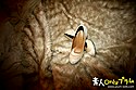 素人すっぴん生中出し 036 たまき30歳 アソコが蝶？ 長崎っ娘