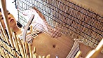 海の家覗き撮り 無防備オナニー ＃1 画像2