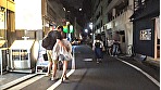 サンプル画像