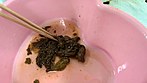 排泄解体新書 ウブな女の子達の肛門から噴出す排泄物の嵐 画像21
