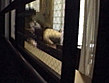 裏プレミア・シロウト投稿動画 ディレクターズカット サンプル画像13