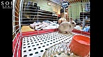 プライベート初盗撮！移籍イベントで宣言した禁欲生活を破り、まさかの中年オタクと1日中何度も絶倫SEXしていた一部始終を大公開！ - Image 4