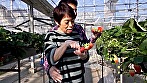 苺農家の六十路熟女さんがAVに応募！挨拶を交わすと苺ハウスの中での大胆初撮りSEX！