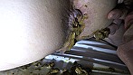 強制肛門こじ開け寝糞 大塚リク サンプル画像11