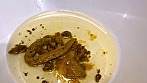 Digest Image 9