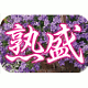 熟盛