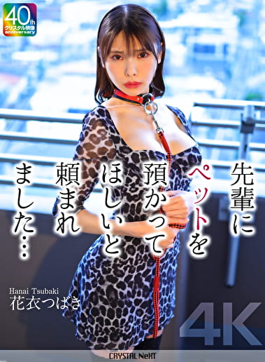【4K】先輩にペットを預かってほしいと頼まれました･･･ 花衣つばき